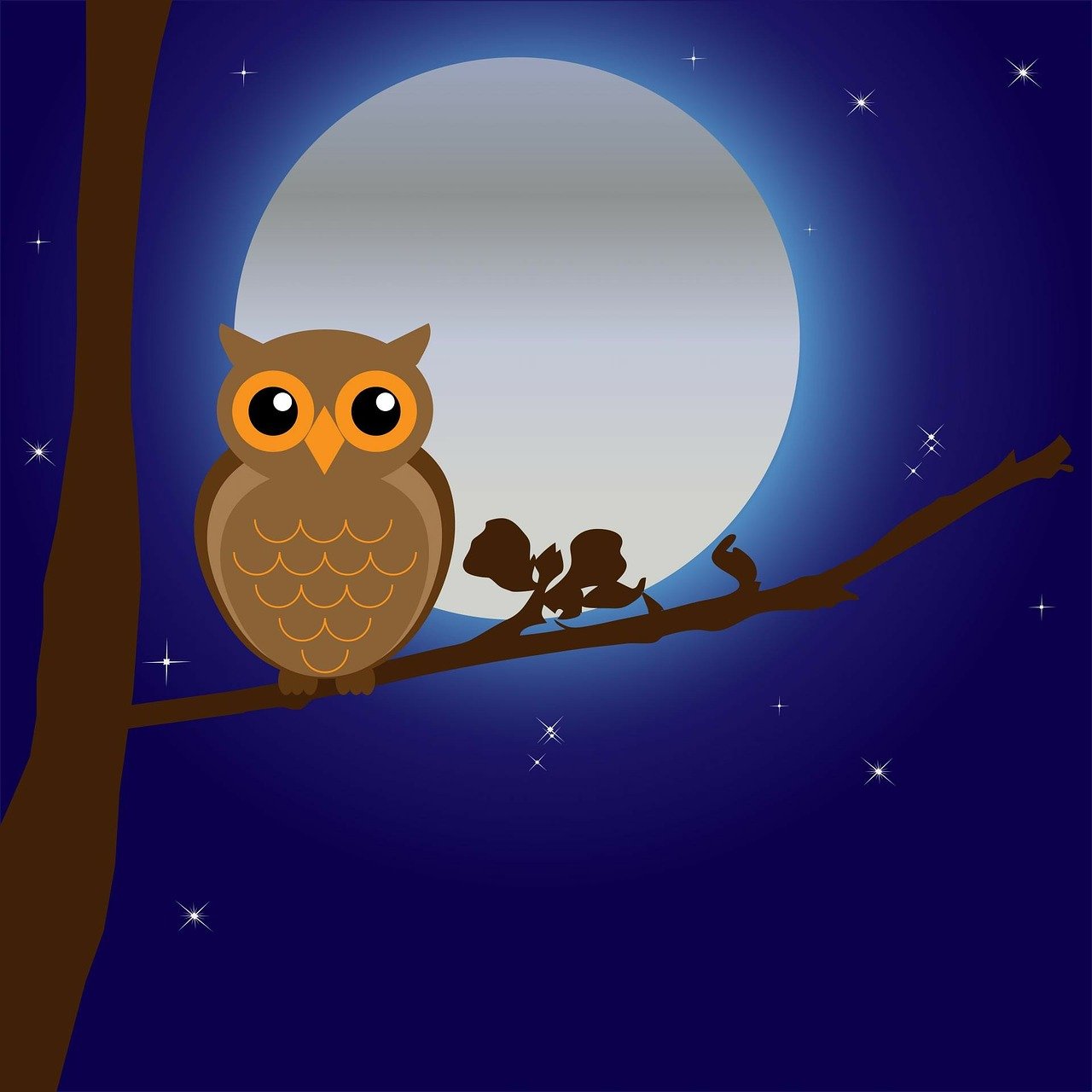 Zwierzęta nocne (10+)