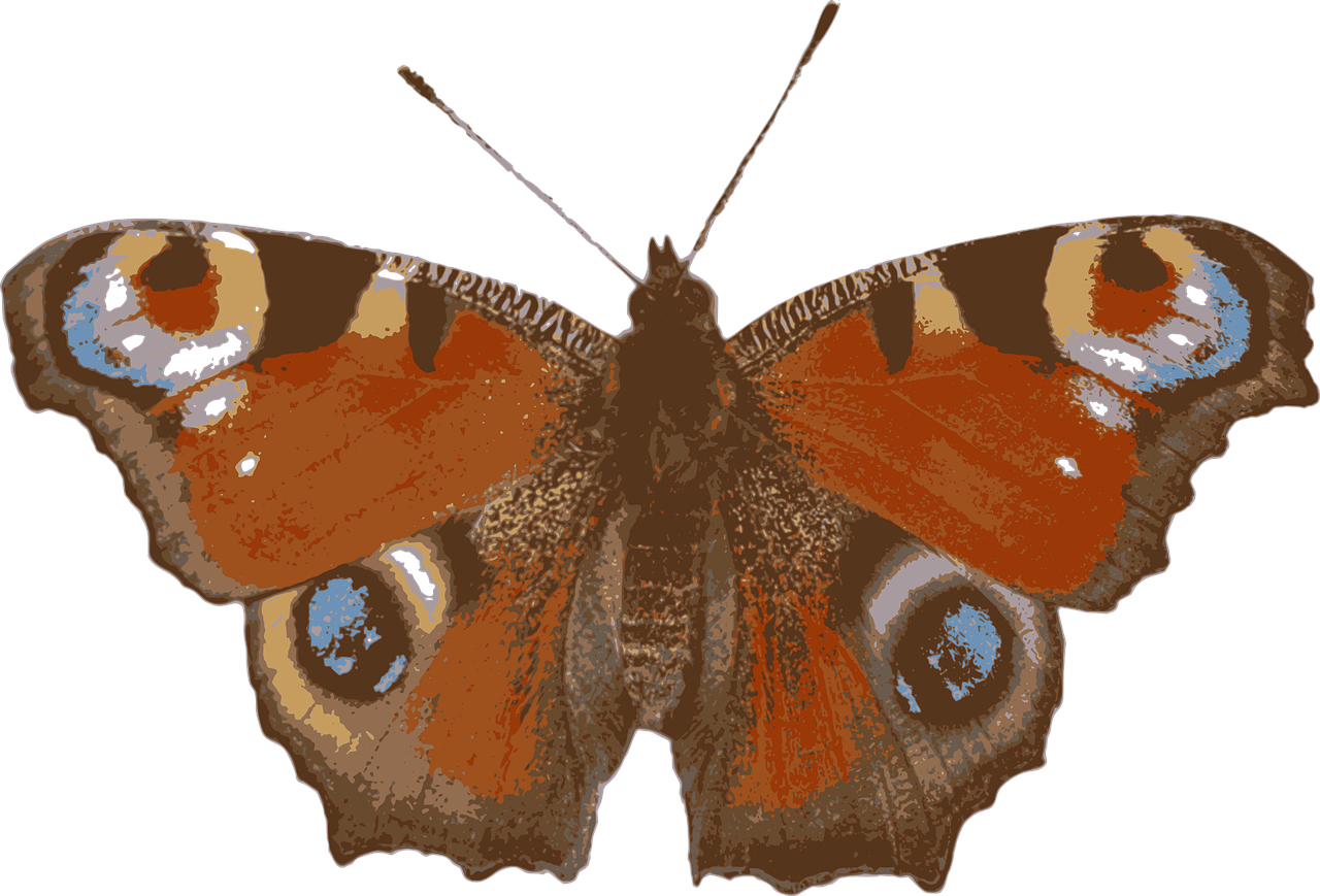 Motyl (Władysław Bełza)