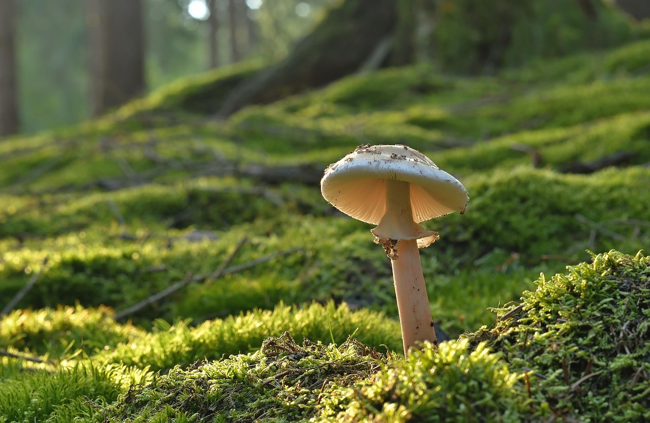 Grzyby polskich lasów (10+)